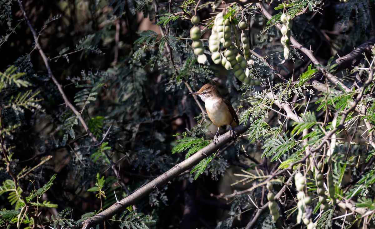 Clamorous Reed Warbler - ML647214203