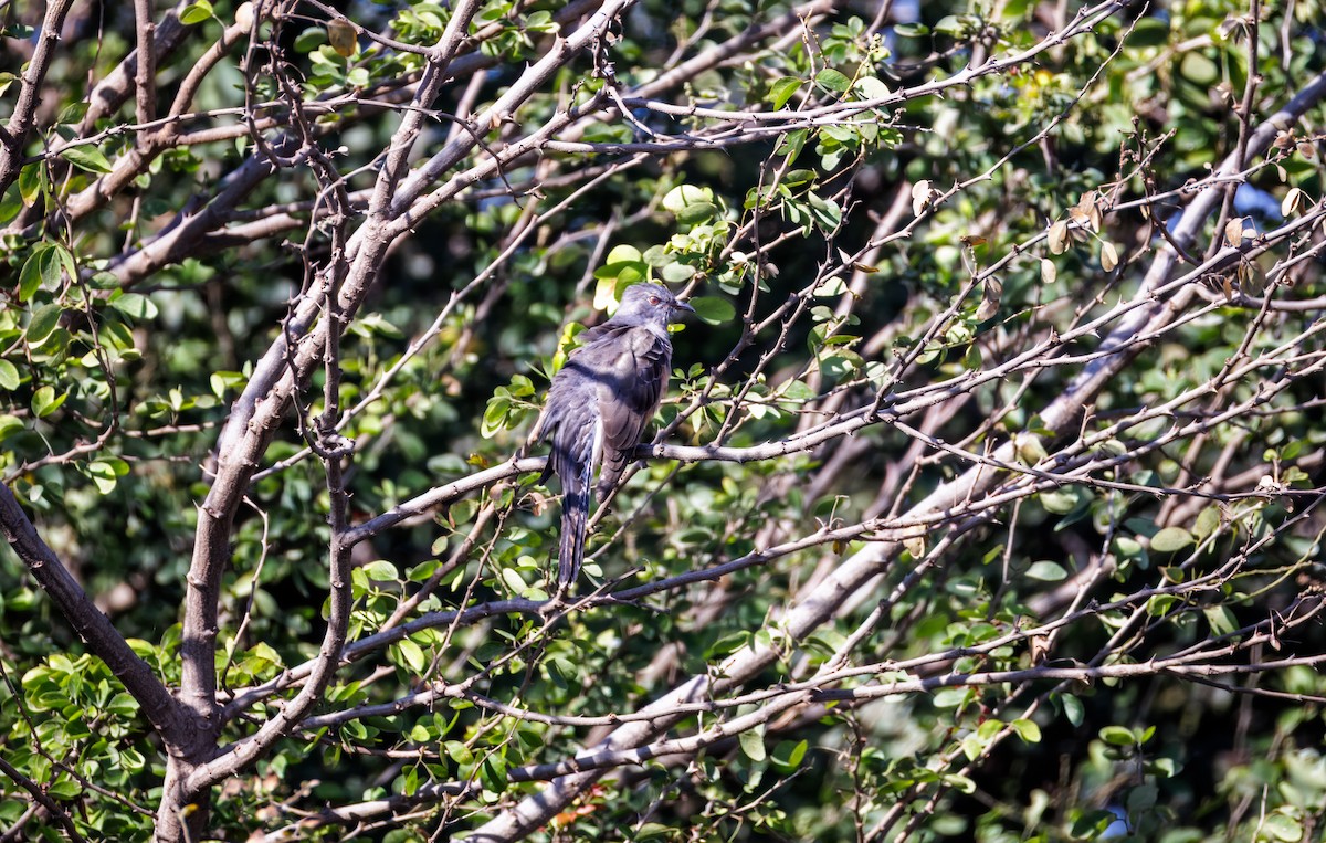 Plaintive Cuckoo - ML647214211