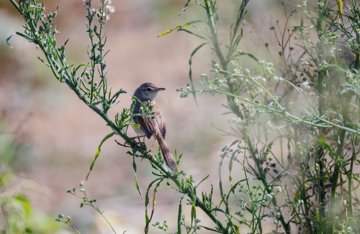 Prinia Sencilla - ML647214214