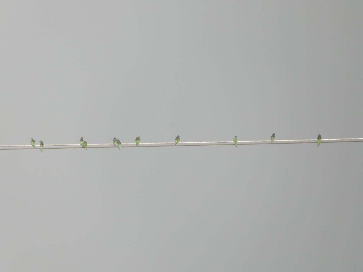 Зелёная щурка - ML647214217