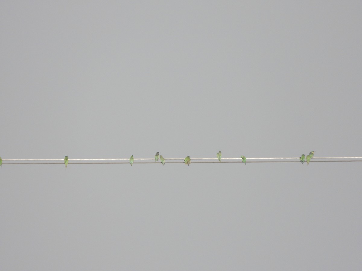 Зелёная щурка - ML647214218