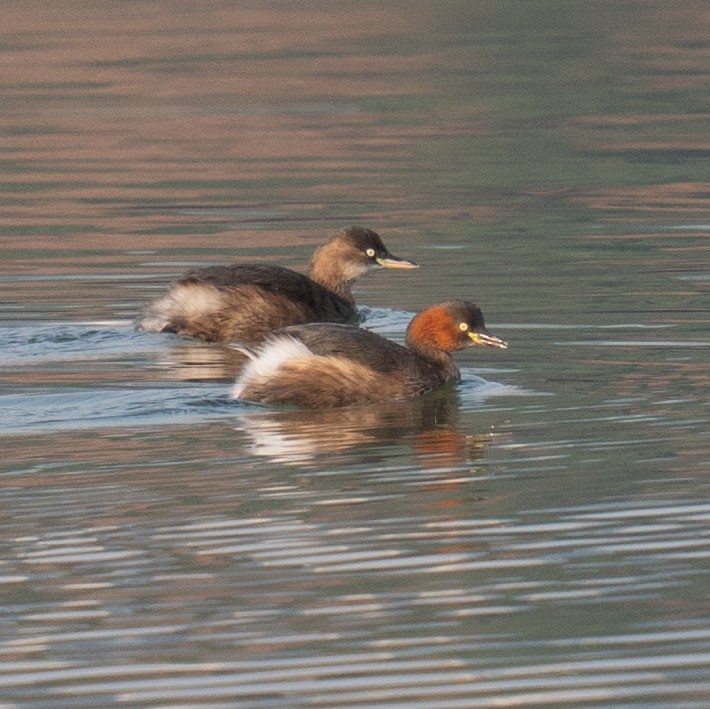 Little Grebe - ML647214227