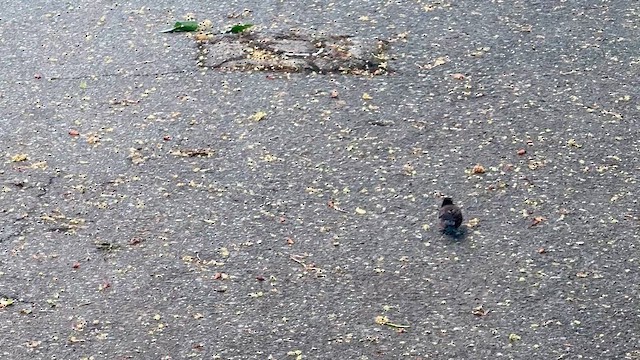 Dark-eyed Junco - ML647214233