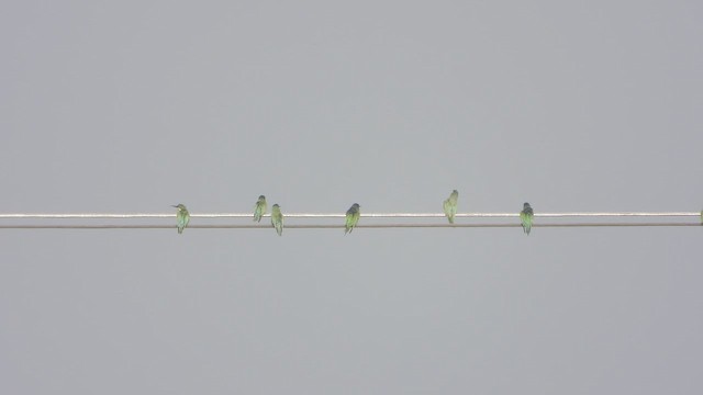 Зелёная щурка - ML647214243