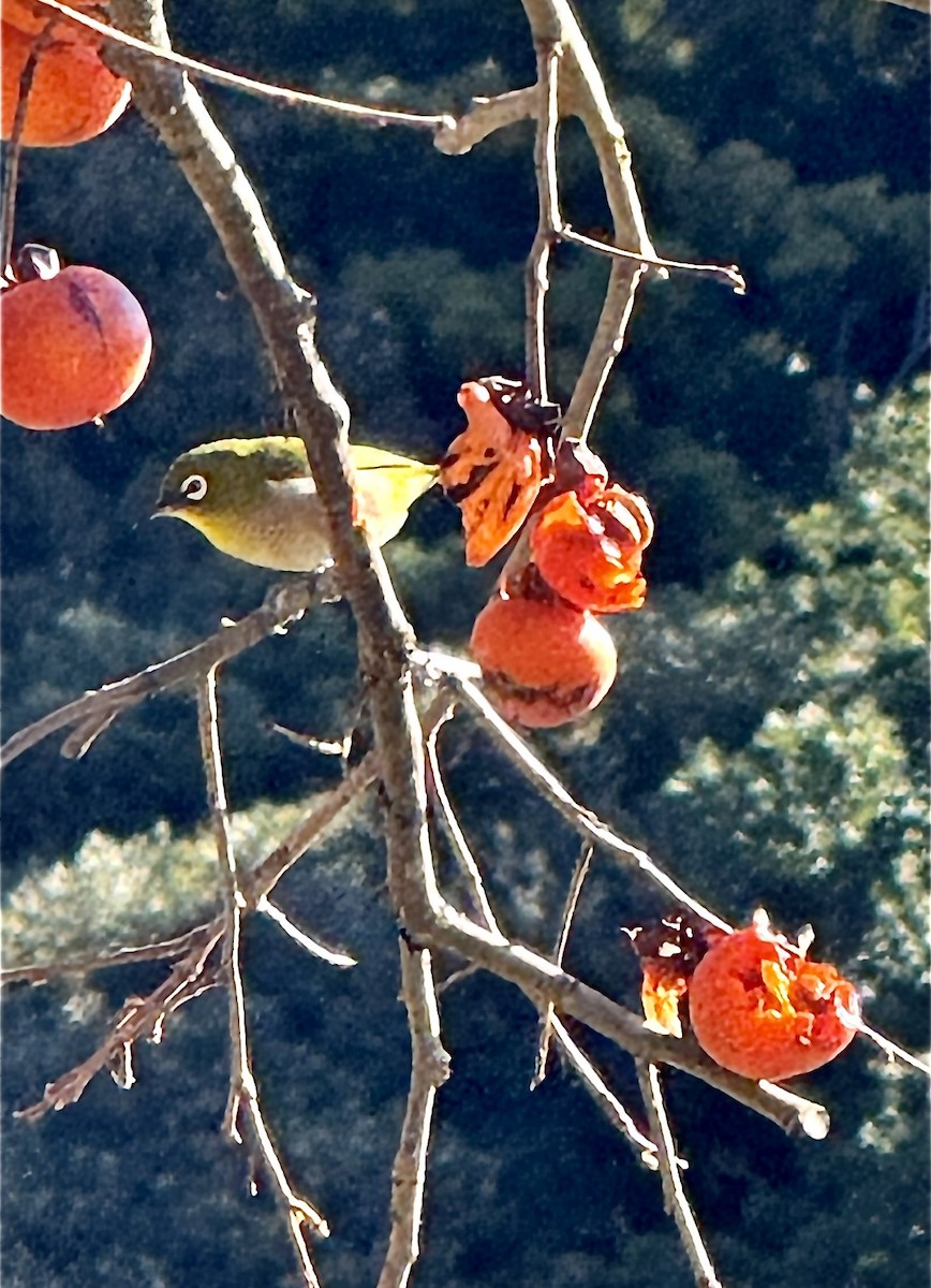 Warbling White-eye - ML647214257