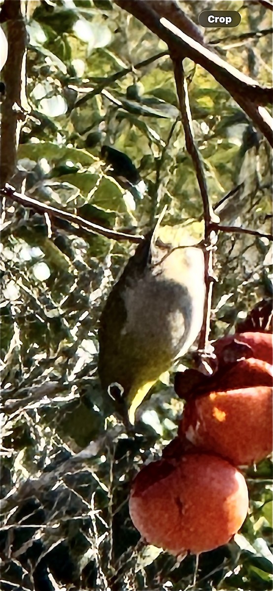 Warbling White-eye - ML647214258