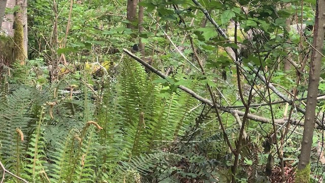 Dark-eyed Junco - ML647214259