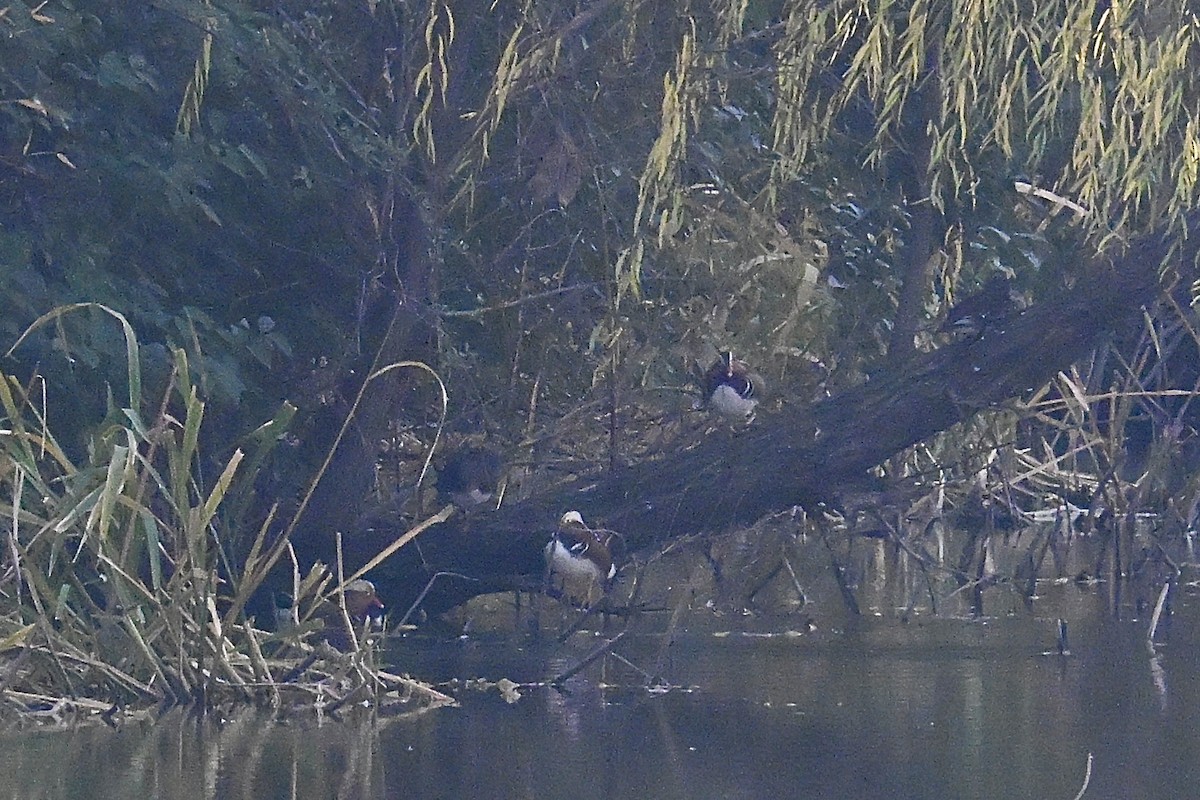 Mandarin Duck - ML647214294