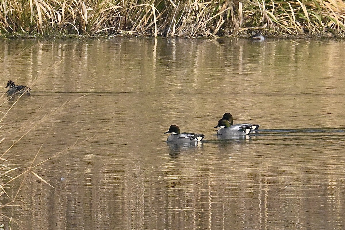 Falcated Duck - ML647214296