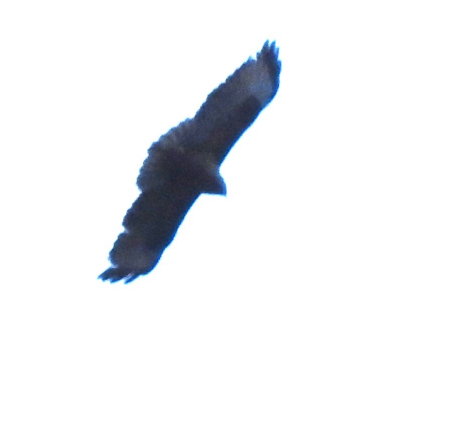 Himalayan Buzzard - ML647214316