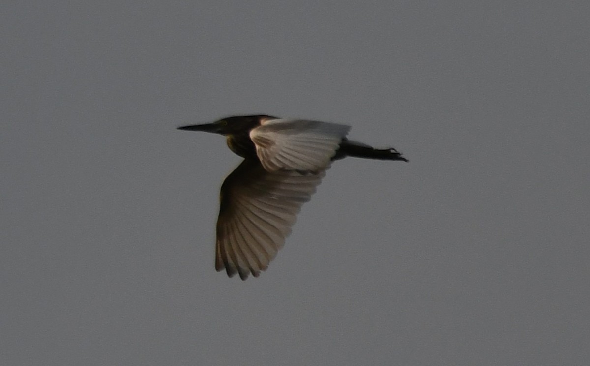 Indian Pond-Heron - ML647214322