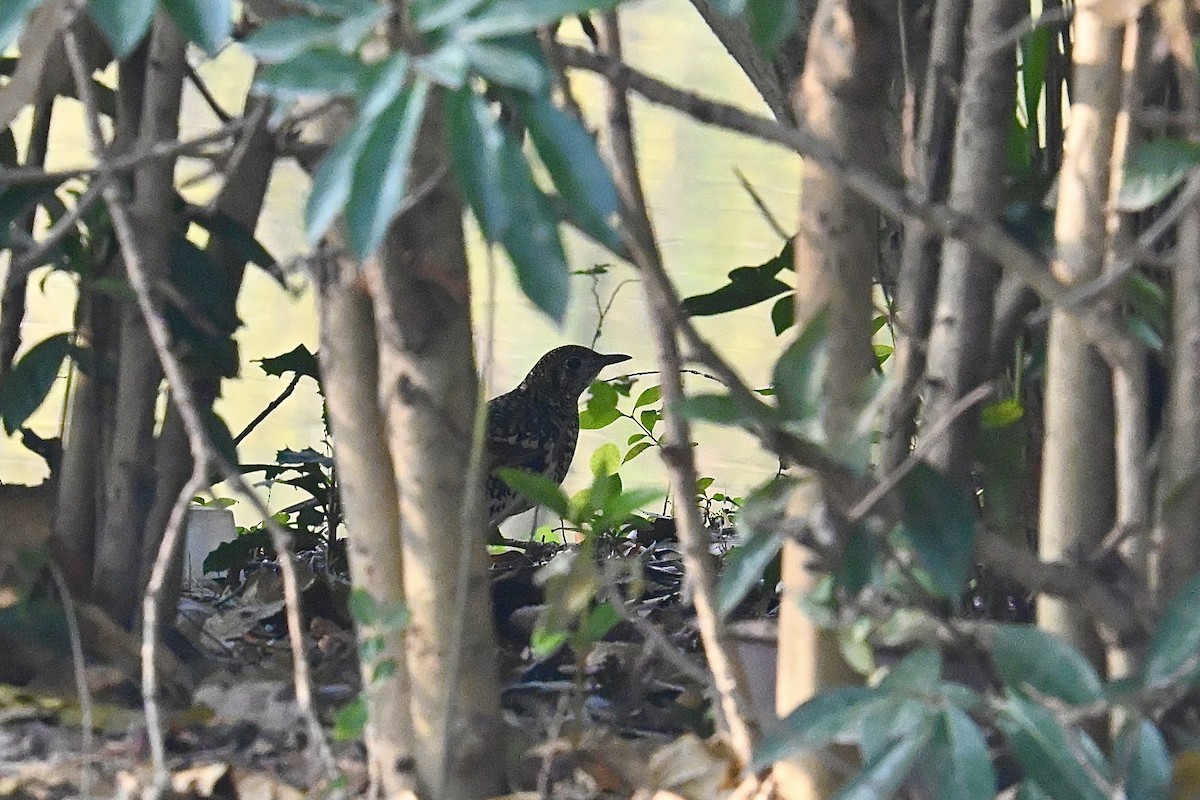 White's Thrush - ML647214331