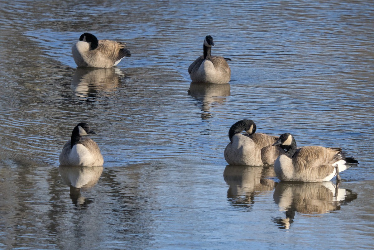 Kanadagans - ML647214332