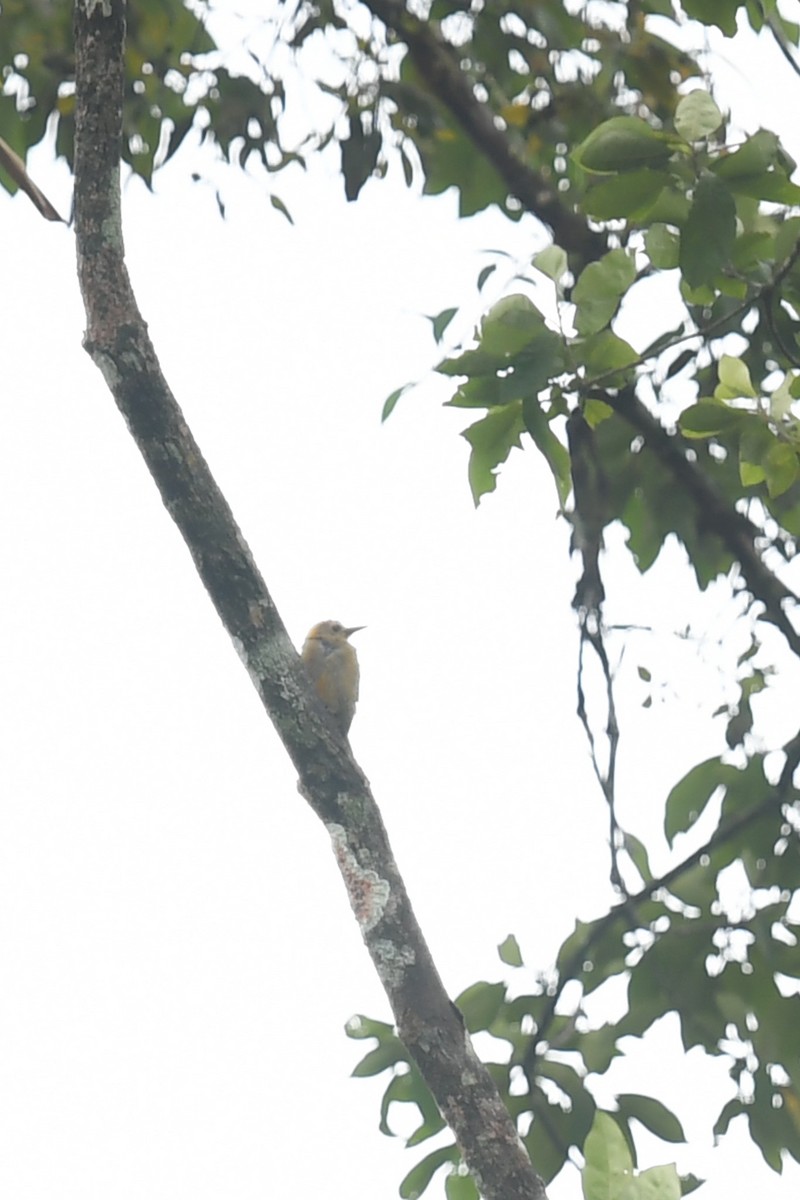 Hoffmann's Woodpecker - ML647214348