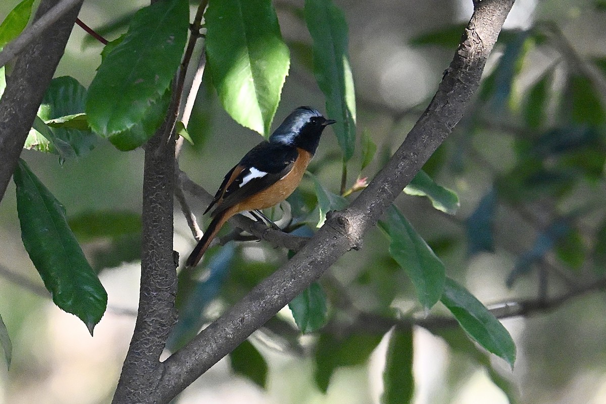 Daurian Redstart - ML647214352