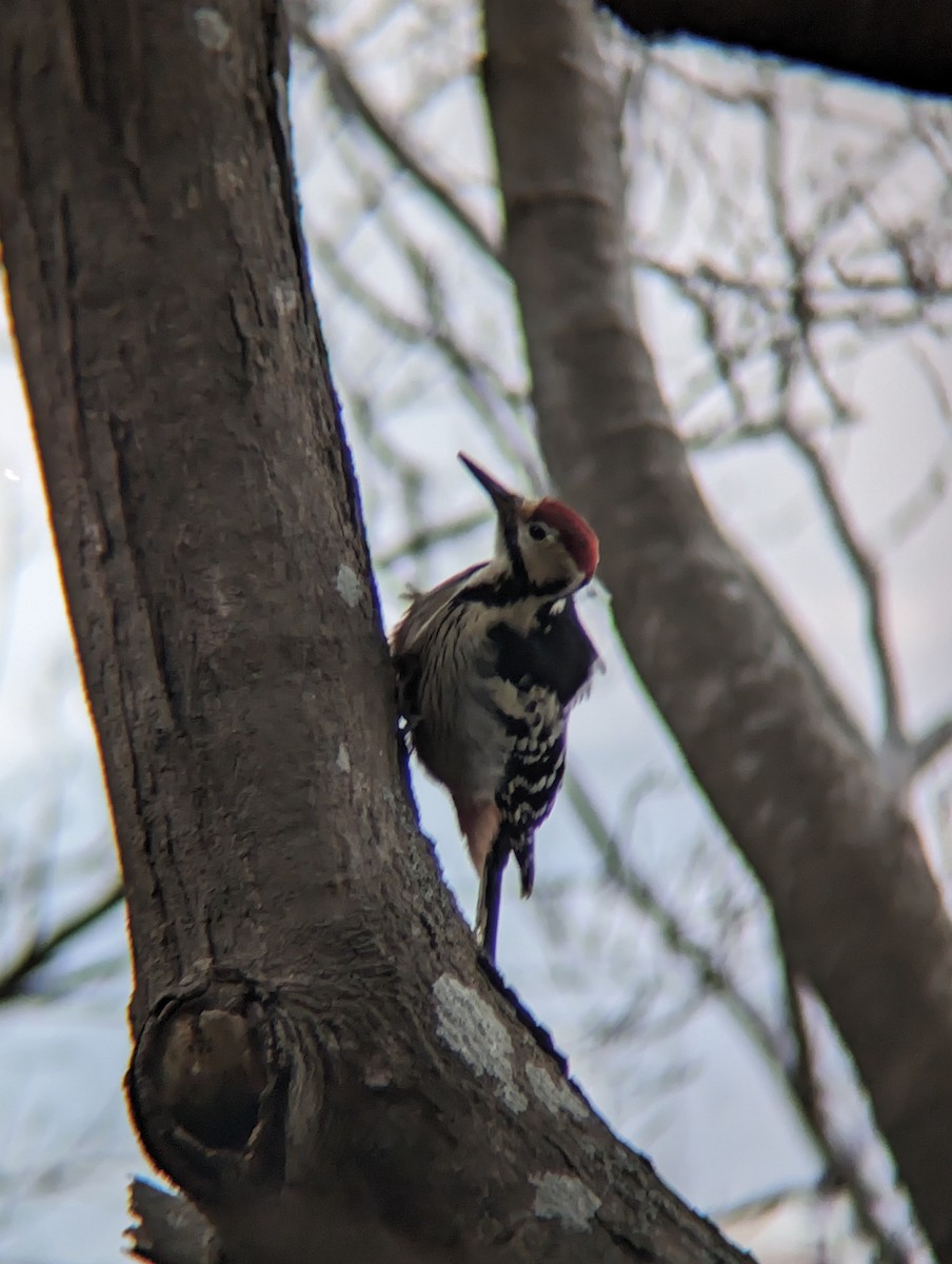 White-backed Woodpecker - ML647214358