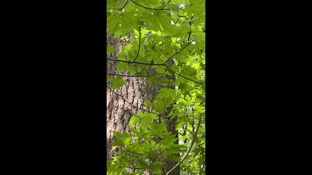 Wilson's Warbler - ML647214398