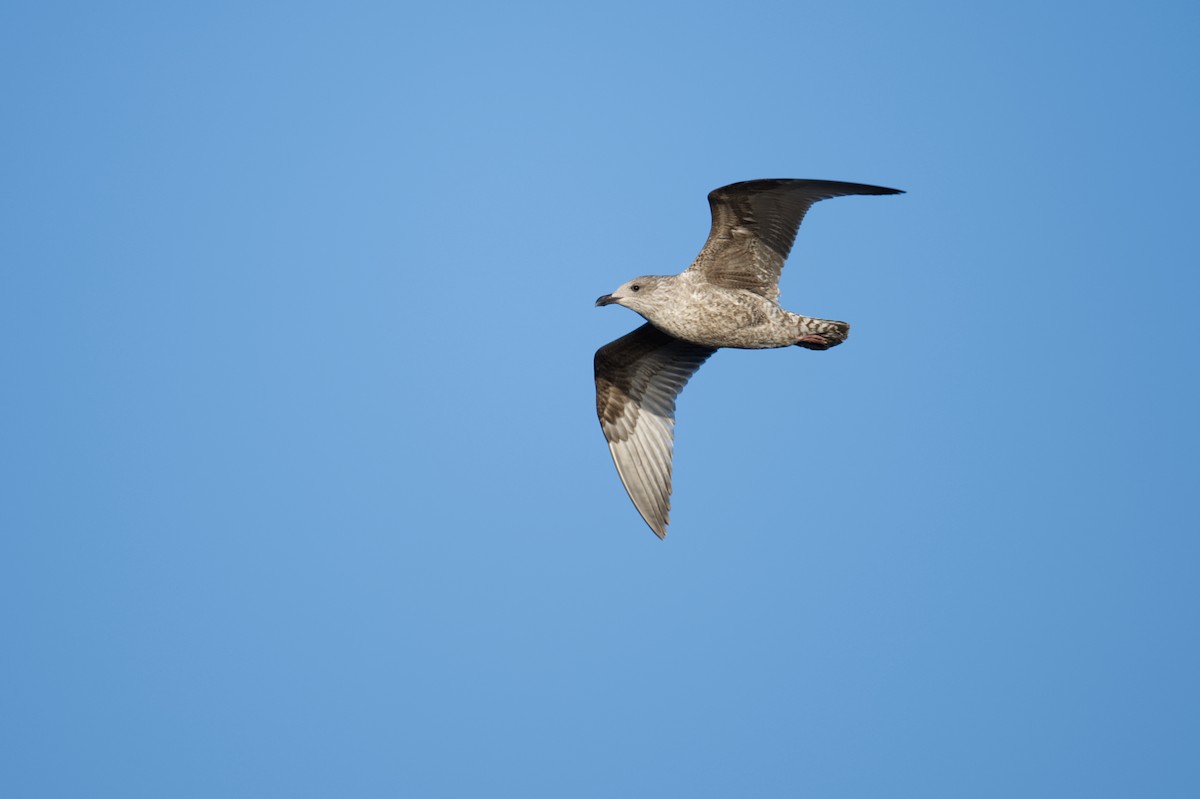 ヨーロッパセグロカモメ - ML647214399