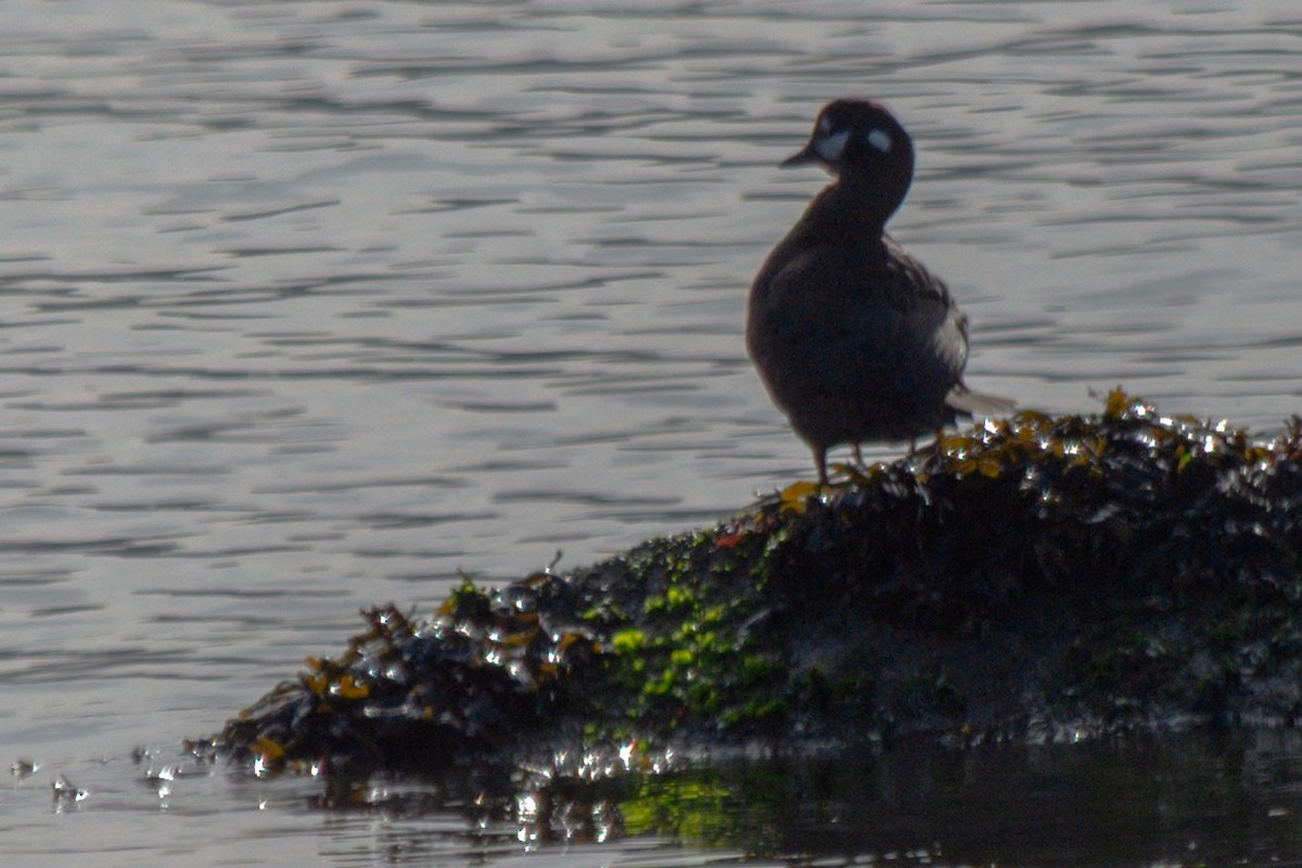 Ahate arlekina - ML647214402