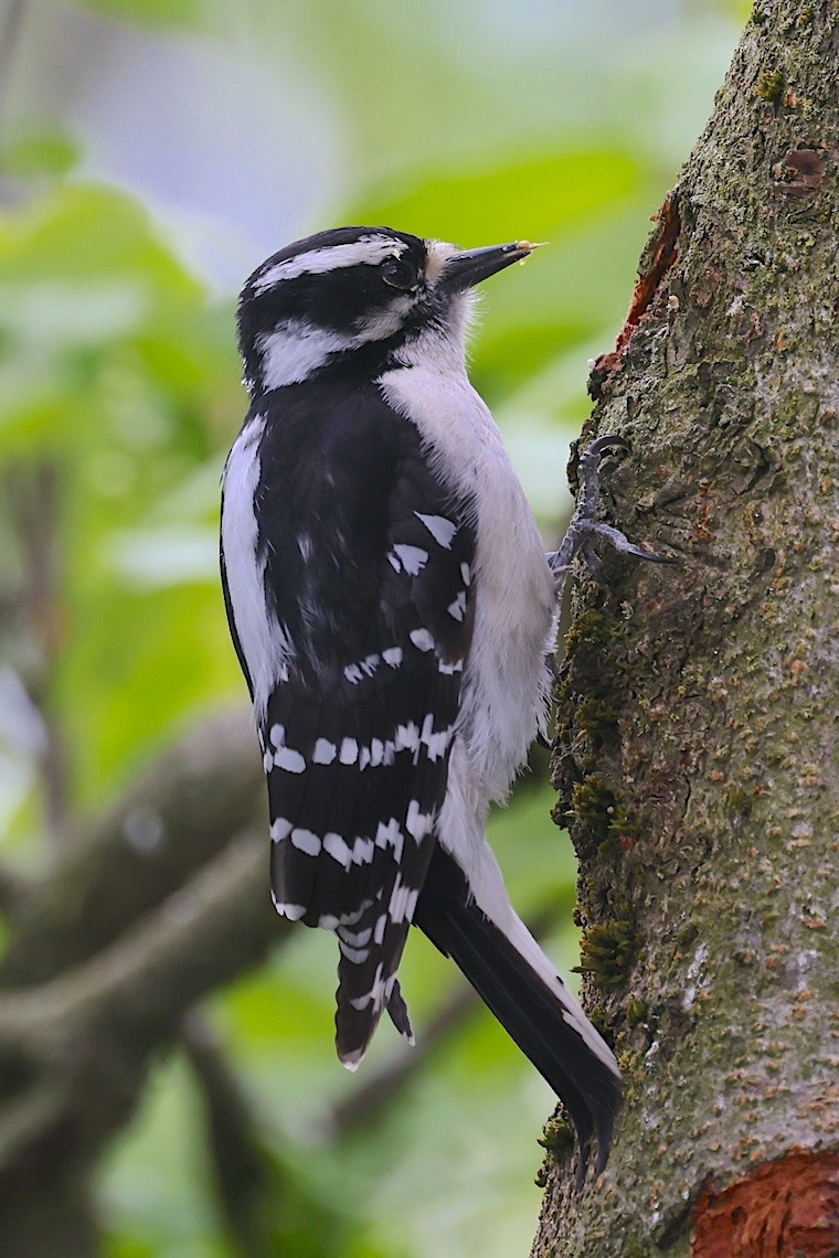 Pico Pubescente - ML647214403