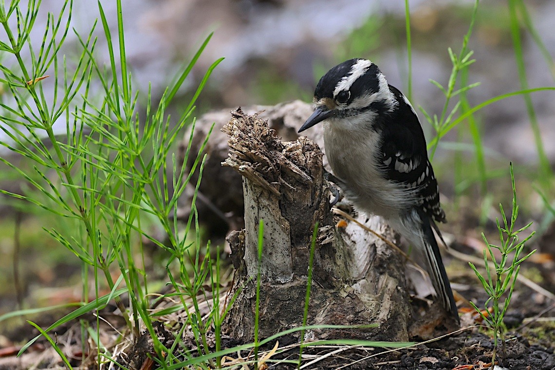 Pico Pubescente - ML647214404