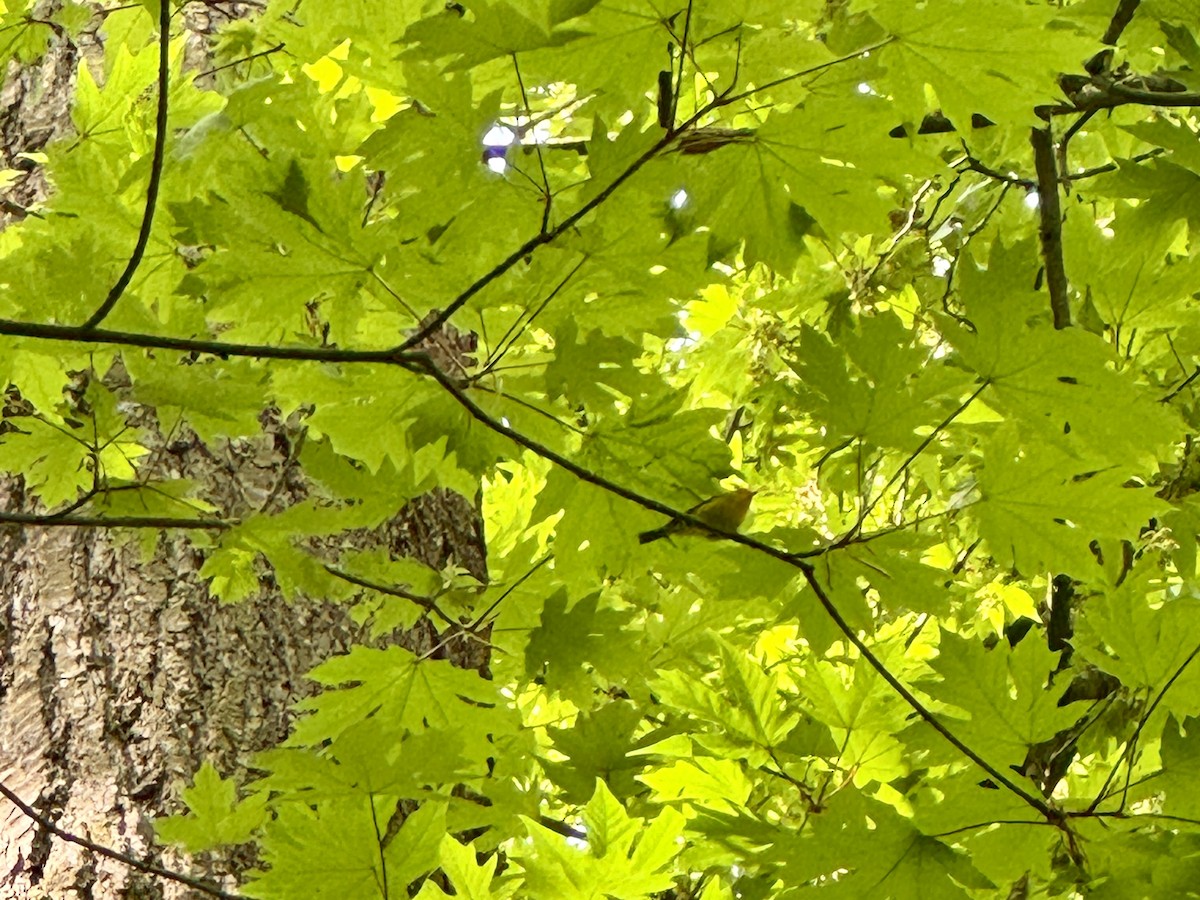 Mönchswaldsänger - ML647214408