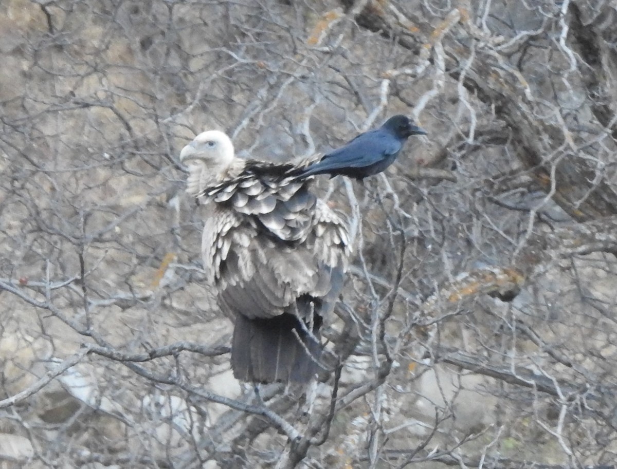 Schneegeier - ML647214413