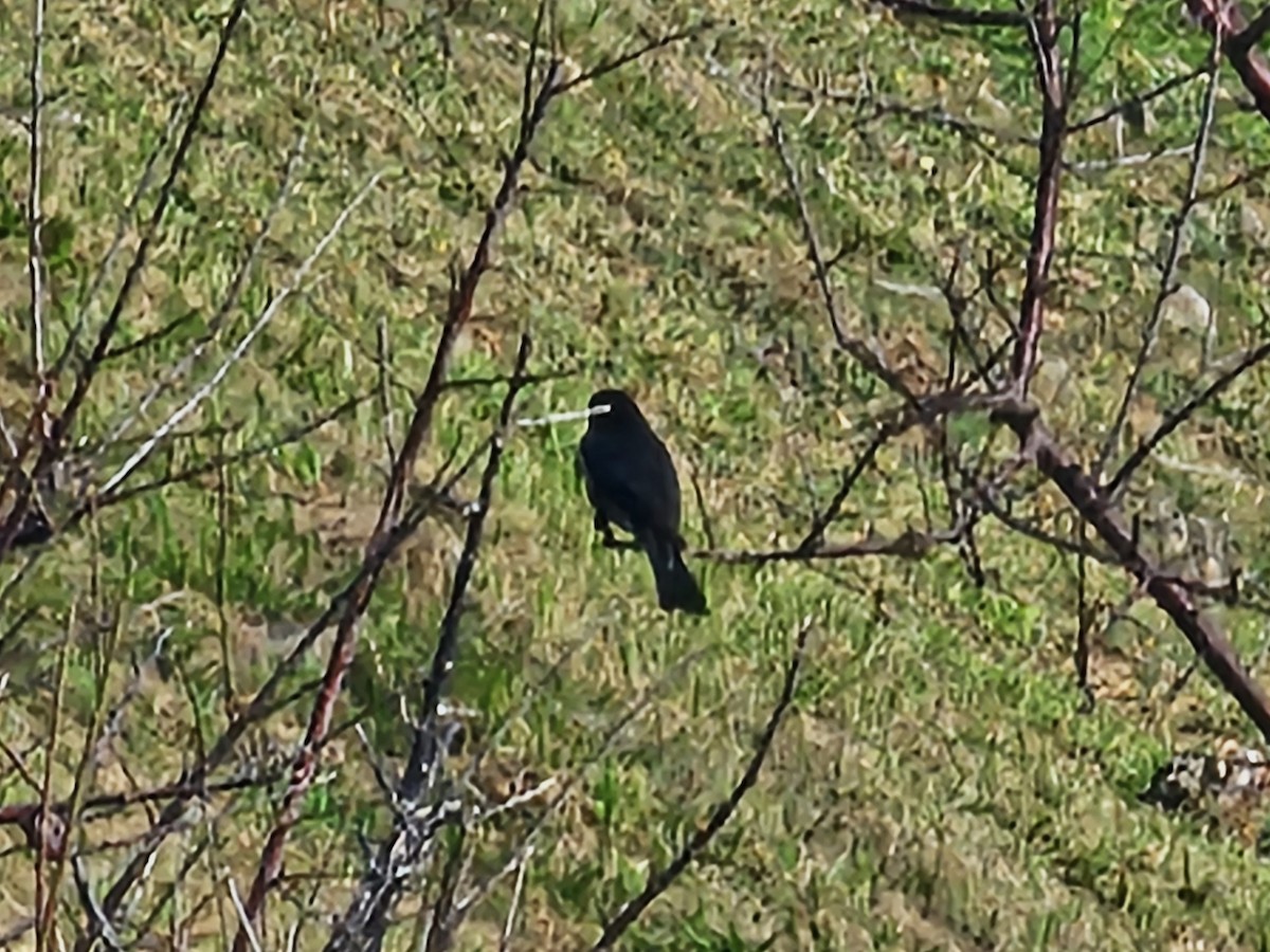 Black Drongo - ML647214420