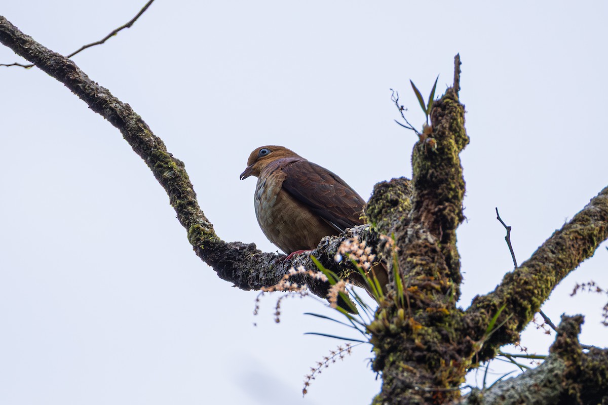 Little Cuckoo-Dove - ML647214428