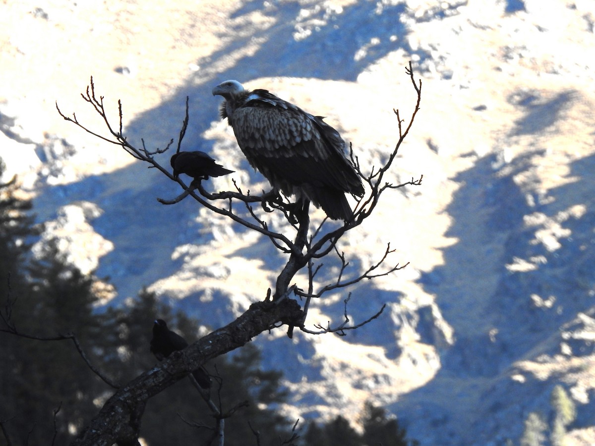 Schneegeier - ML647214432