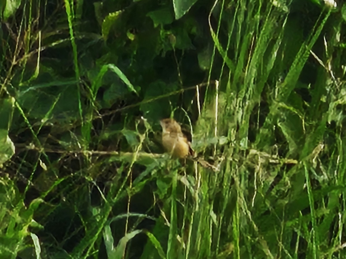 Prinia Sencilla - ML647214439