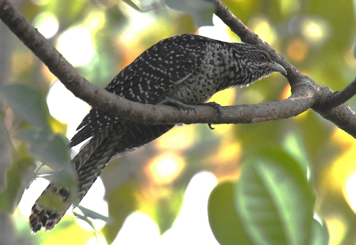 grønnebbkoel - ML647214455