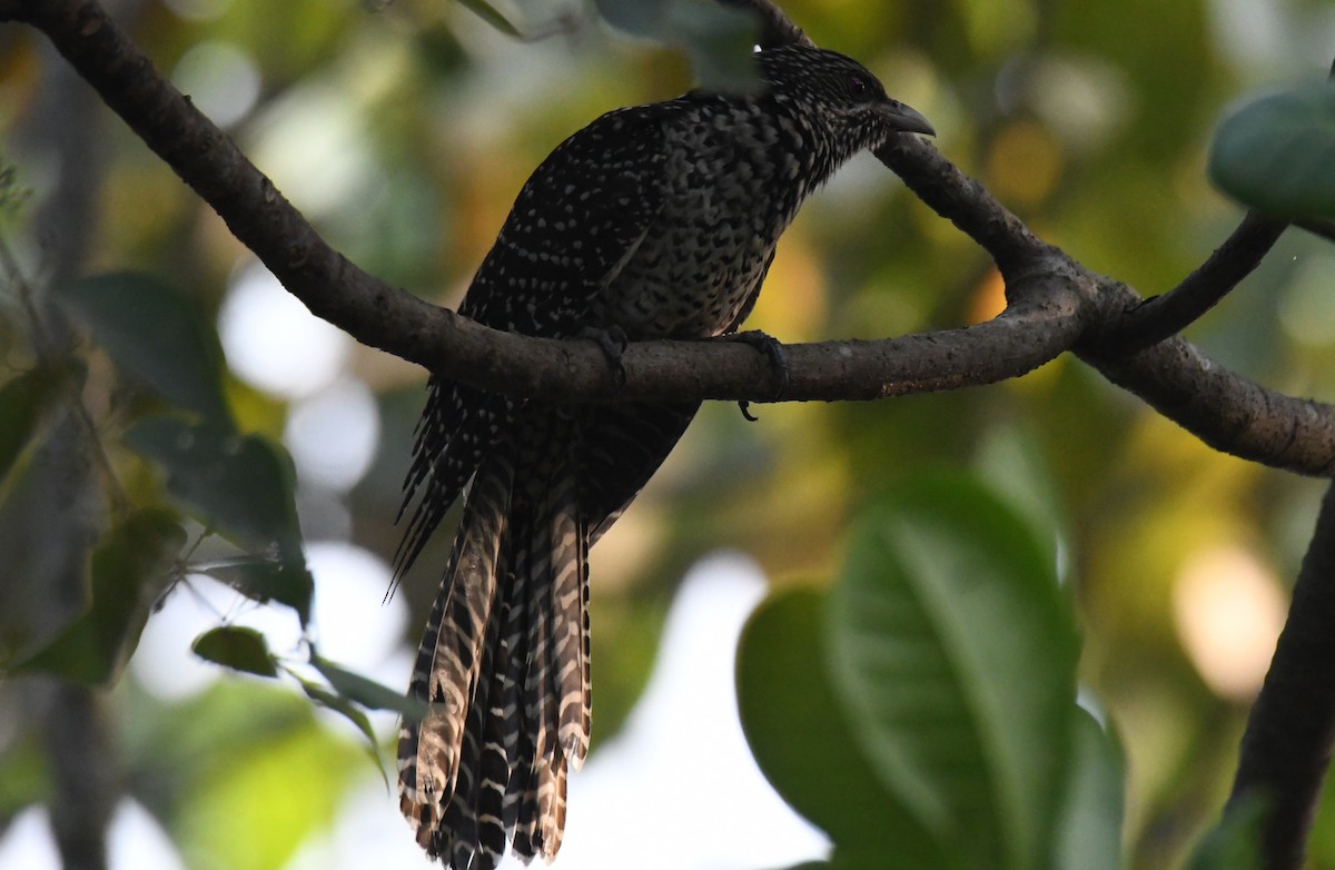 grønnebbkoel - ML647214459