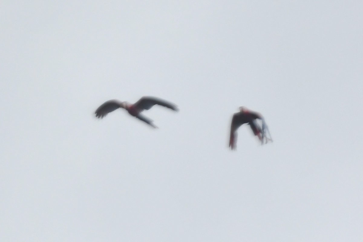 Scarlet Macaw - ML647214474