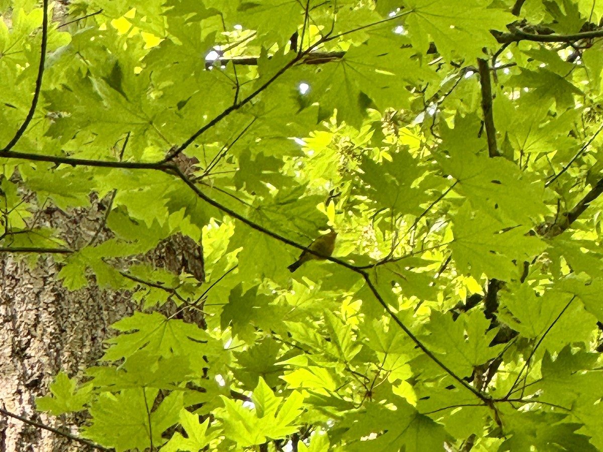 Mönchswaldsänger - ML647214487