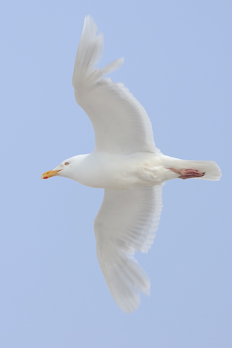 Glaucous Gull - ML647214489