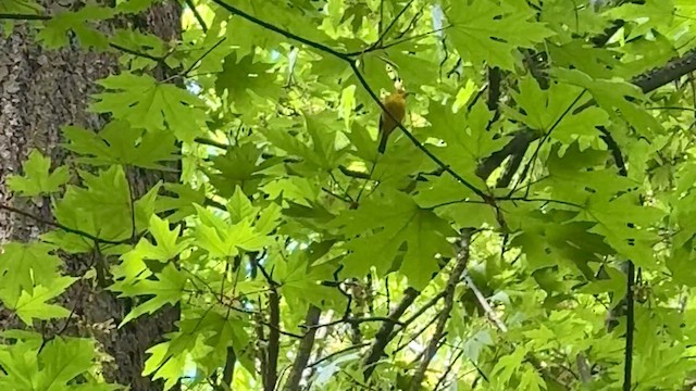 Wilson's Warbler - ML647214508