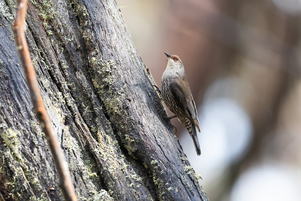 Red-browed Treecreeper - ML647214513