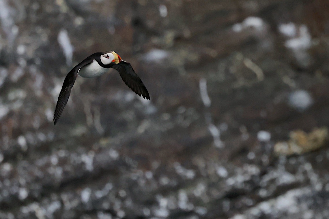 Horned Puffin - ML647214518