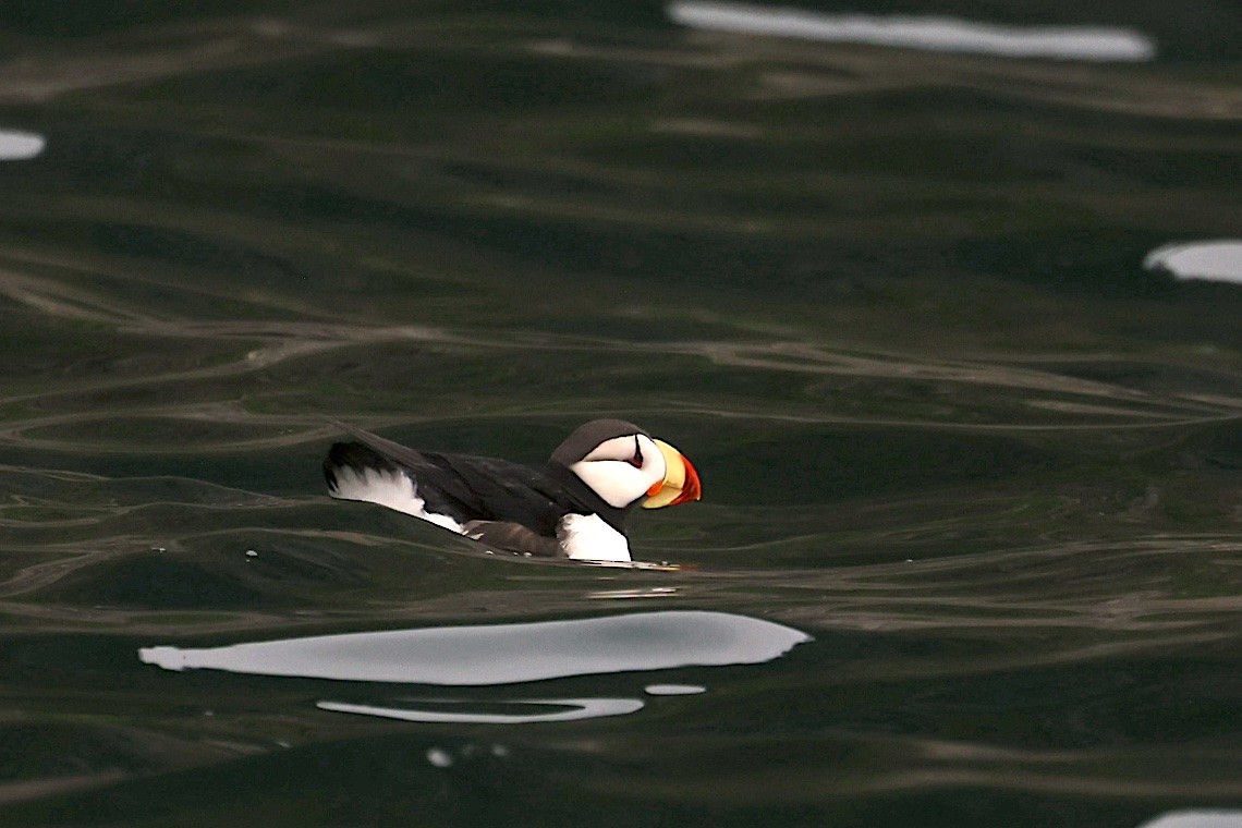 Horned Puffin - ML647214519