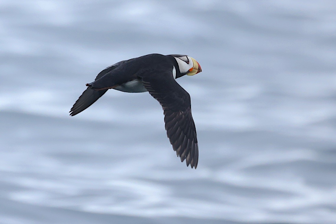 Horned Puffin - ML647214520