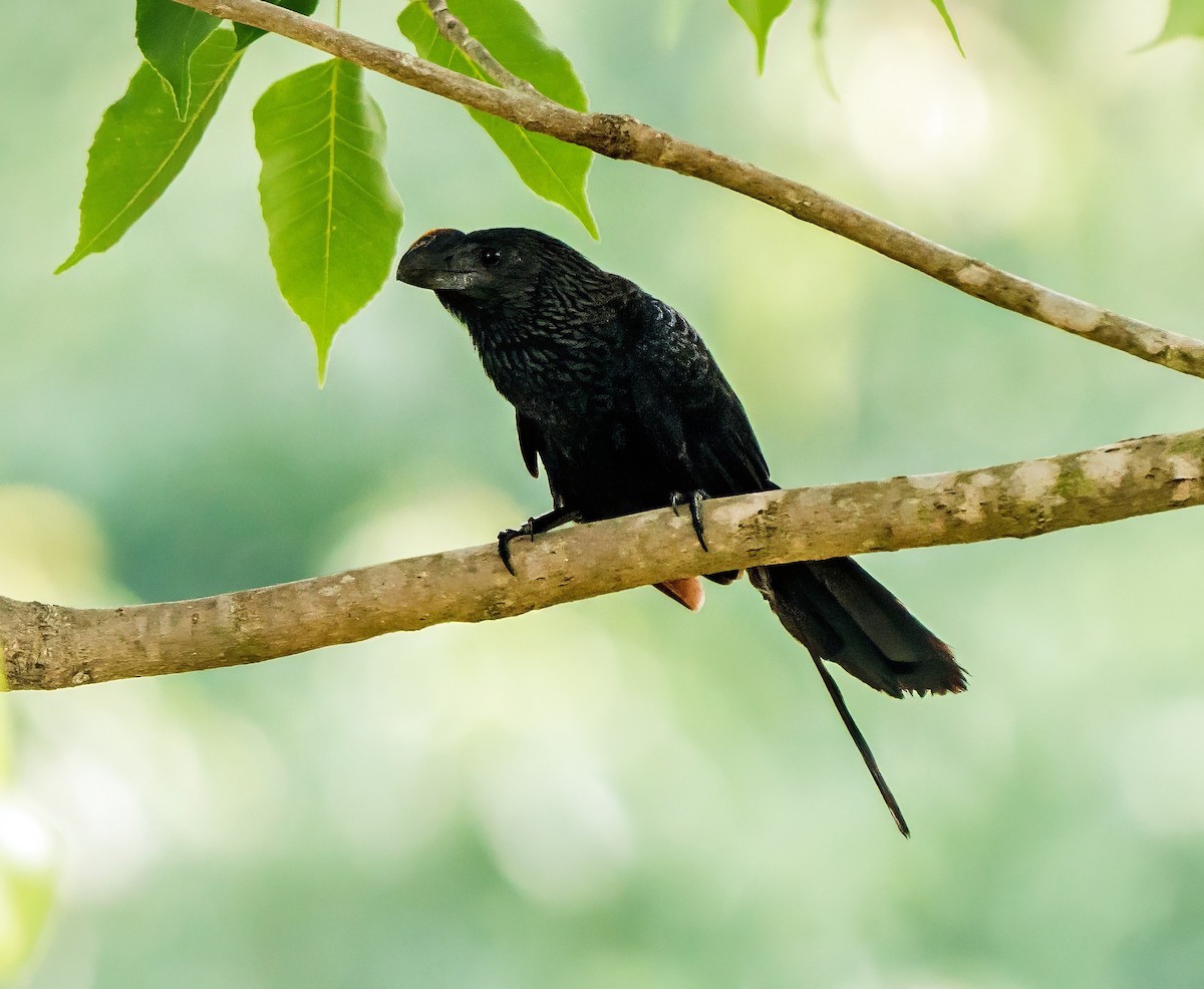 Smooth-billed Ani - ML647214521
