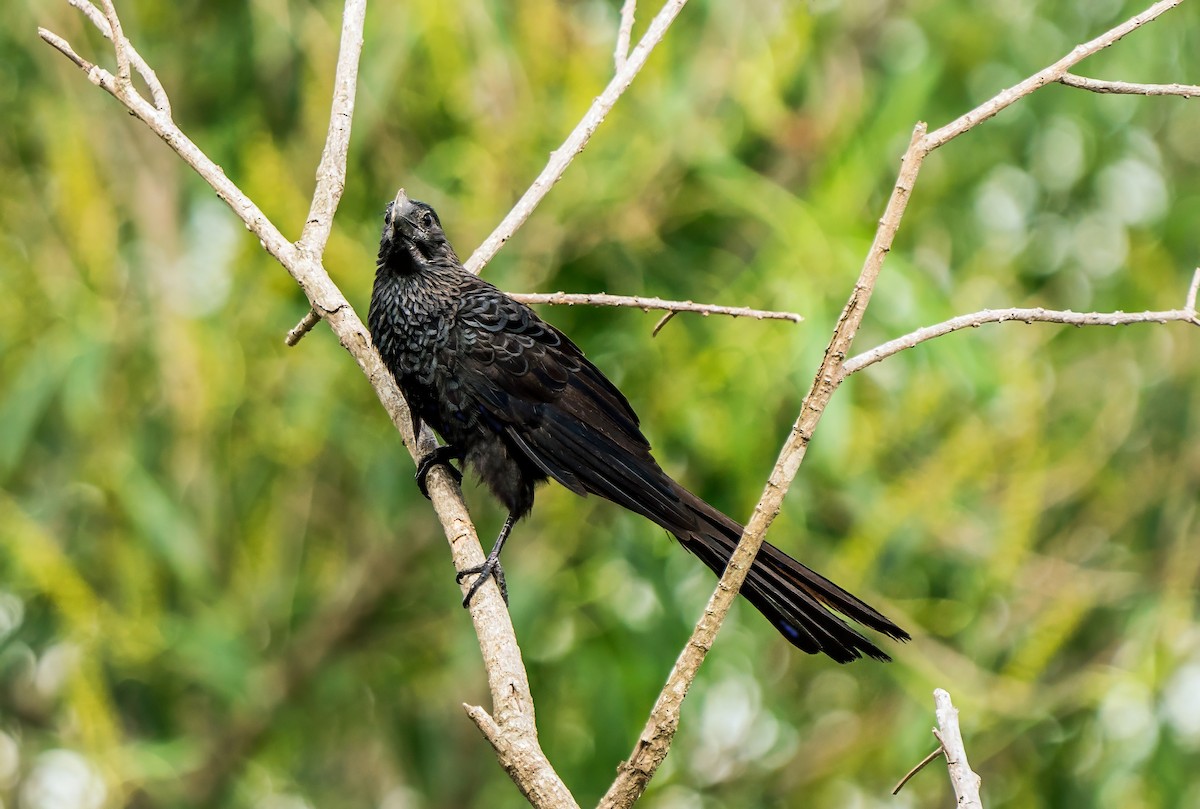 Smooth-billed Ani - ML647214522