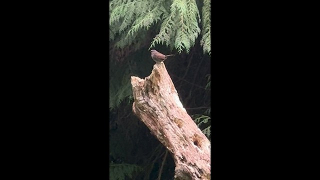 Song Sparrow - ML647214528