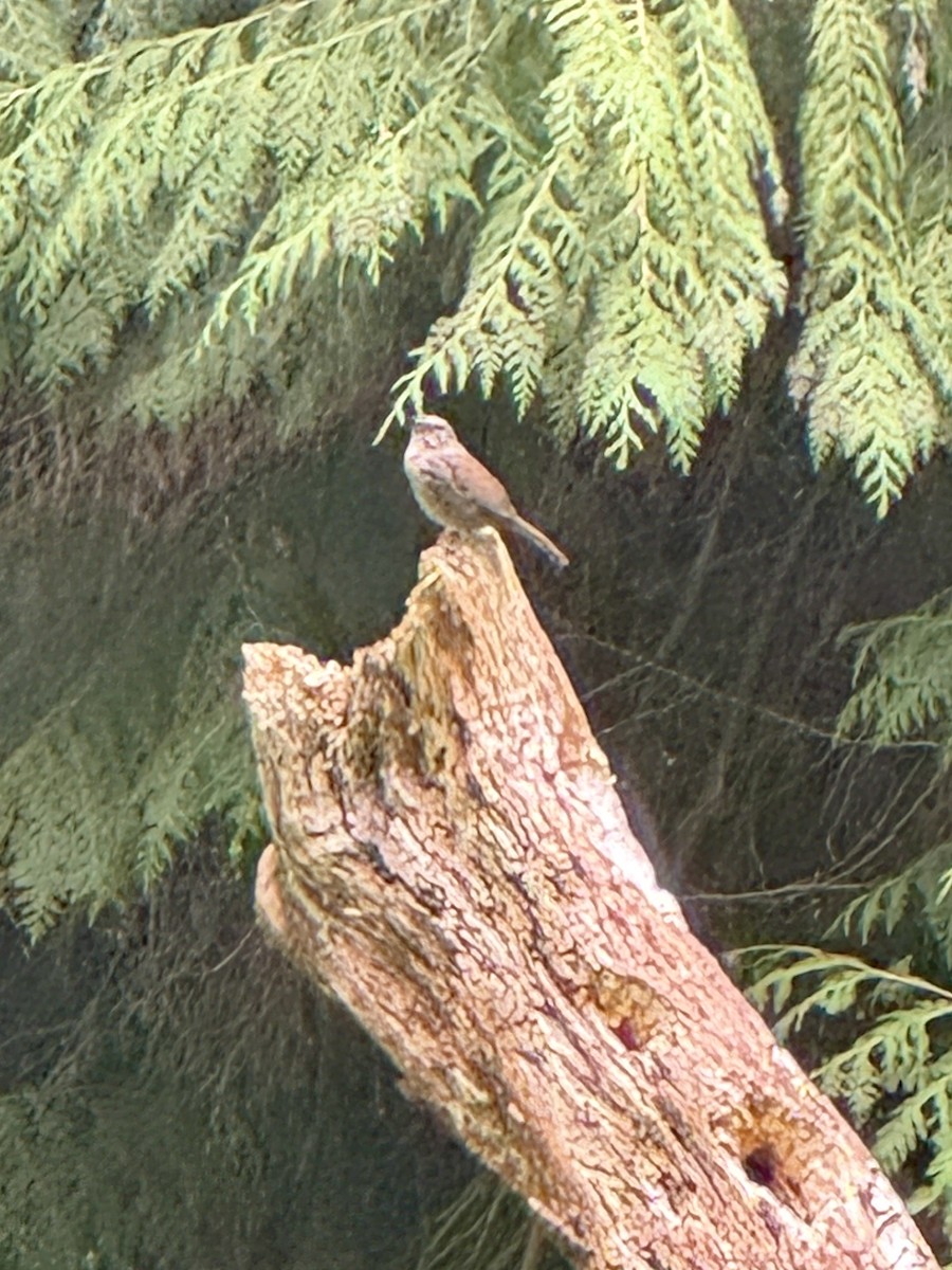 Singammer - ML647214536