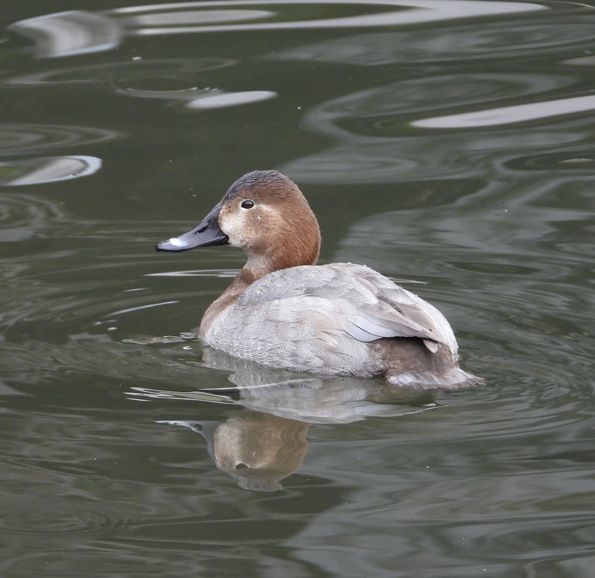 Common Pochard - ML647214538