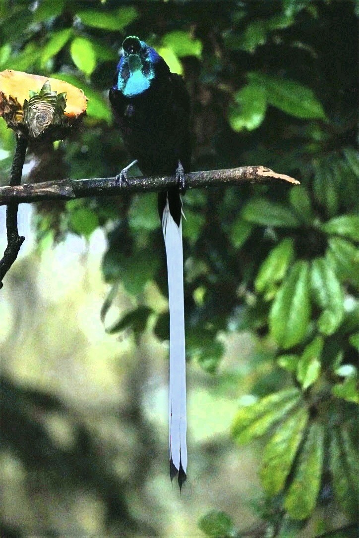 Ribbon-tailed Astrapia - ML647214543