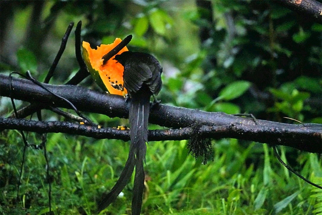 Ribbon-tailed Astrapia - Phyllis Weintraub