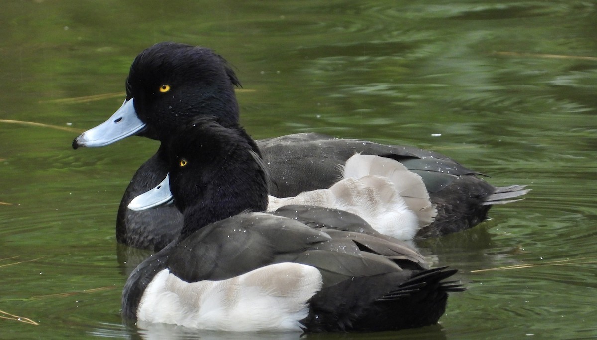Tufted Duck - ML647214548