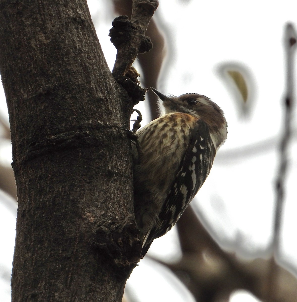 Japanese Pygmy Woodpecker - ML647214553